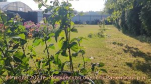 Видео обзор розы Белый Шоколад - White Chocolate (Terra Nigra, Нидерланды 2016)