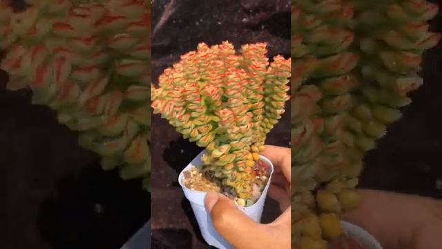 Crassula 'Tom Thumb' #succulents #suculentas #wholesalesucculents