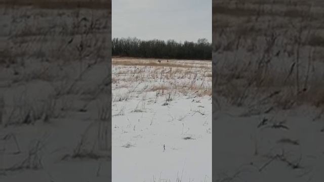 Астраханская область. Животный мир радует. охотхозяйство Ахтубинское. смотреть онлайн