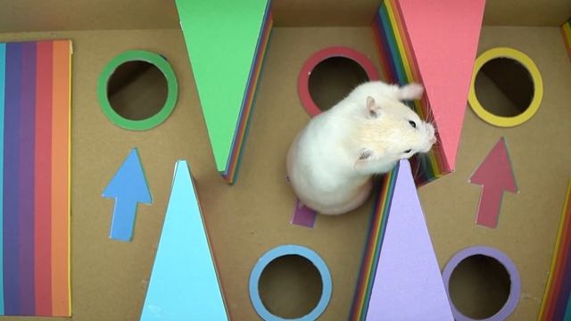 Pop It Prison Maze ? Hamster Escape Challenge Maze Made By Carton ? Woldoo смотреть онлайн