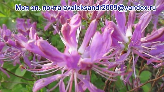 17 05 21г Пробежка по саду Цветение рододендронов канадского и шлиппенбаха смотреть онлайн
