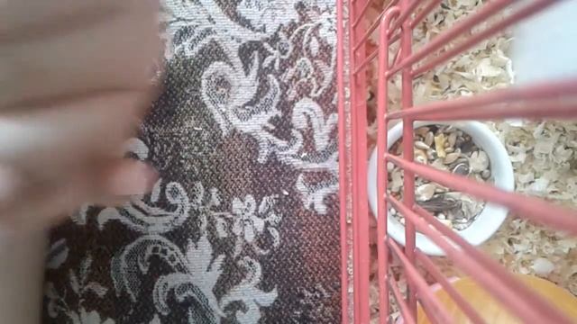 Что можно а что нельзя сирийским и джунгарским хомякам смотреть онлайн