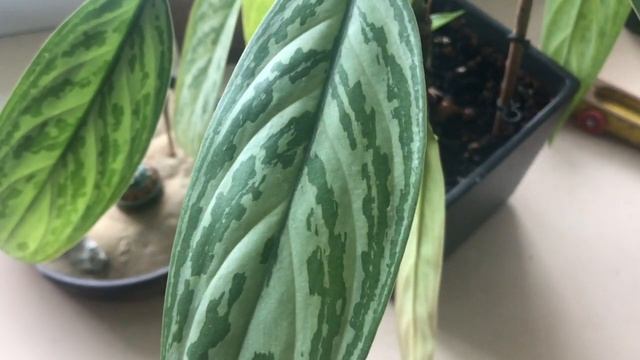 ЛИСТОК 1 2 3 смотреть онлайн