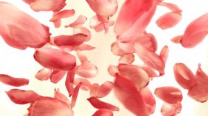 Футаж лепестки роз падающие. Заставка. Лепестки Розы - Бесплатно скачать. Download - Rose petals