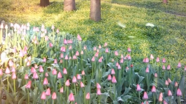 Центральный парк Алматы- Весна 2019 часть 2 Almaty Central Park Spring 2019 part 2 смотреть онлайн