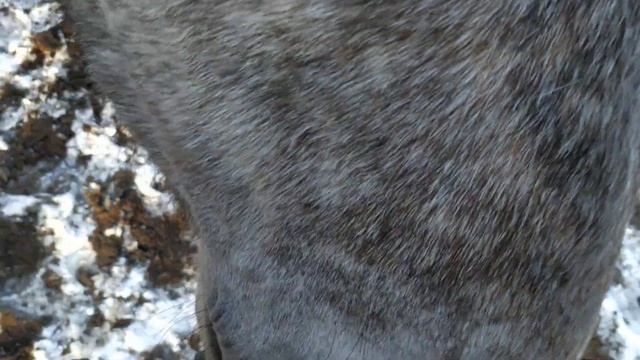 Жеребец резкий с Кобылицами смотреть онлайн