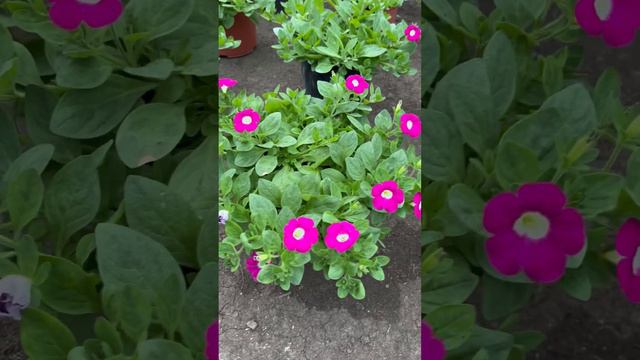 Петуния #изивейв#опера#тайдал смотреть онлайн