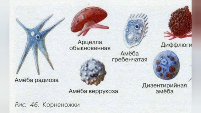Краткий пересказ §19 Подцарство одноклеточные. Биология 5 класс Пасечник смотреть онлайн