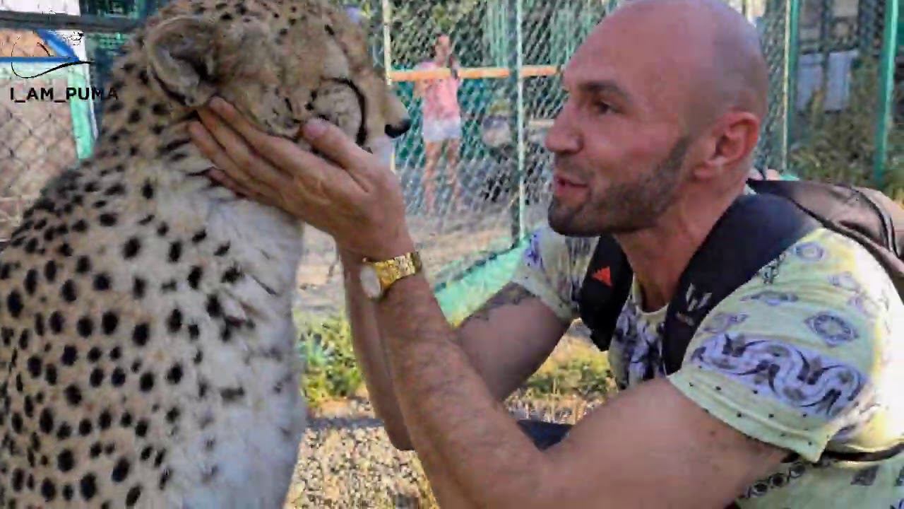 Гепард Герда Первое знакомство