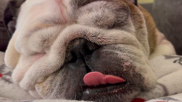 Reuben the Bulldog: 4 Hours of Sleeping Bulldog смотреть онлайн