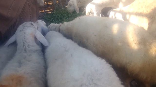 Turki Dumba(RED +WHITE)  For Sale In Gujrat/Gujrat Kunjah Mangowal Mandi Update