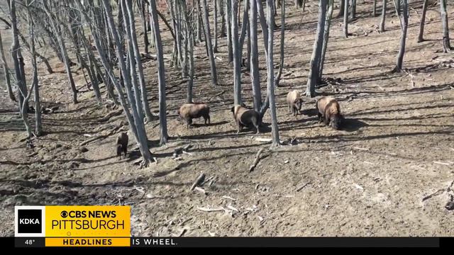 Did you know there's a herd of buffalo in South Park? смотреть онлайн