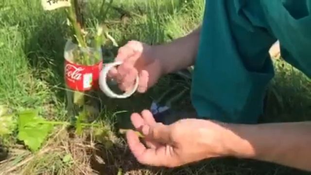 прививка винограда зеленым в зеленое