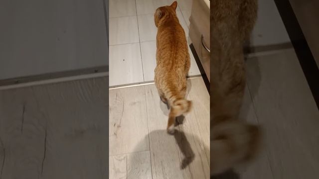 Рыжий Рыжик дома! Пригласила зайти и он зашёл. смотреть онлайн