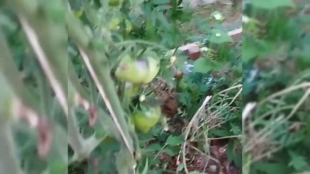 Обзор томатов Чёрная магия , Сержант Пепперс (бронза) и Белое сердце . смотреть онлайн