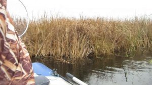 Ловля щуки.  Щука на живца. Щука на поставушки.