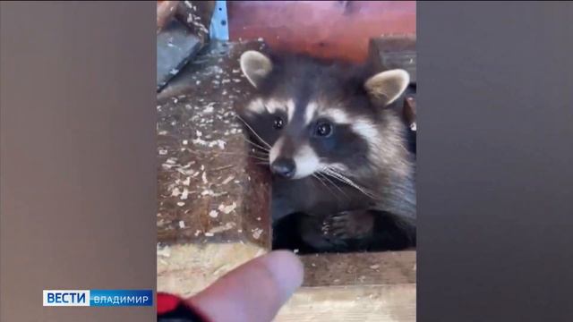 В селе Крутово Владимирской области живет пара енотов