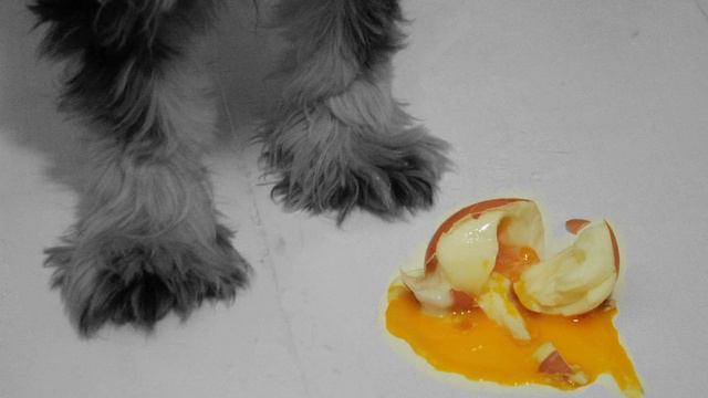 Soft Egg Cafe Sampler - 03 Tangoboys - Do You Know the Way to San José смотреть онлайн