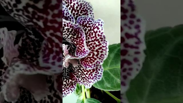 Глоксинии мои смотреть онлайн