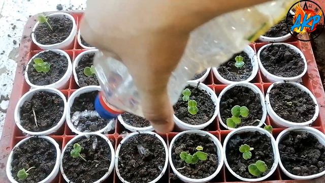 #generaringresos #ganardinero Cultivando y vendiendo plantas de #jamaica Hibiscus sabdariffa смотреть онлайн
