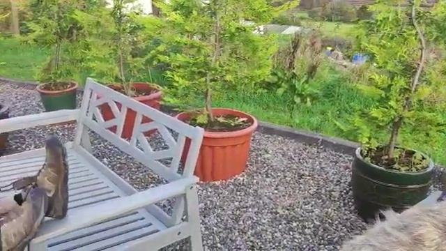 Wolfhounds in the Garden смотреть онлайн