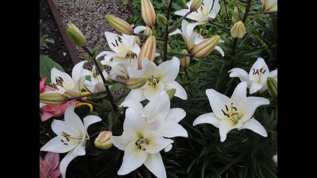 Лилии в моём саду смотреть онлайн