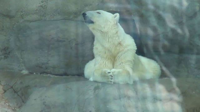 Белые мишки - White Bears смотреть онлайн