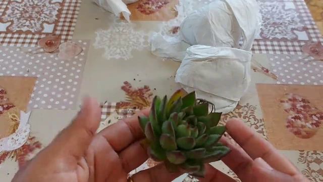 Ep.103- 29 SUCULENTAS novas + identificação смотреть онлайн