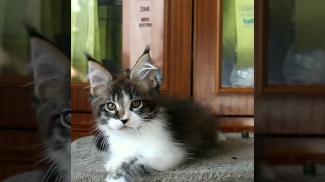 Мейн Кун Maine Coon смотреть онлайн