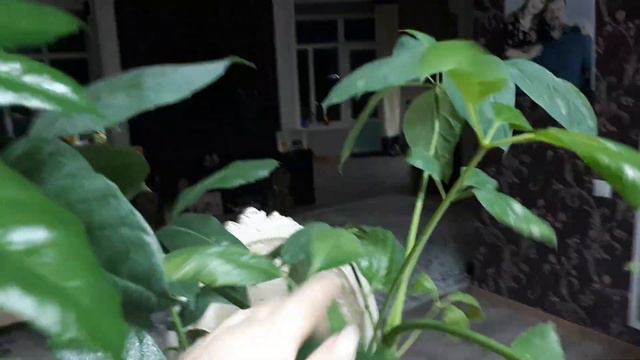 Шеффлера гүлінің күтімі. 13.02.2020ж смотреть онлайн