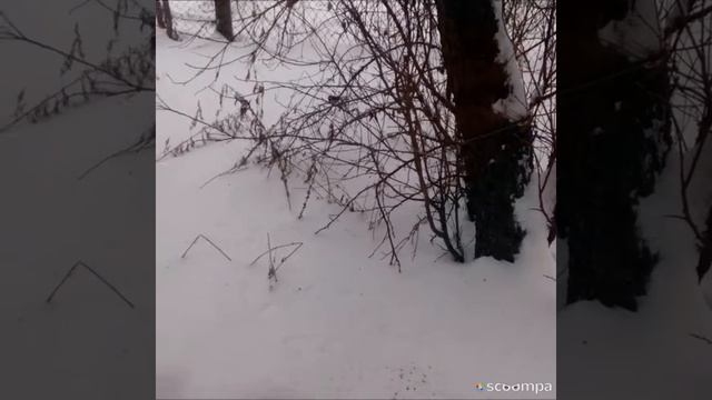 Синица ест семечки. Первое видео. смотреть онлайн