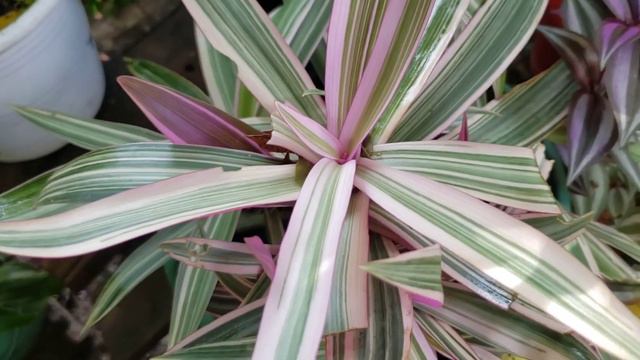 Plantas Hermosas En El Salvador смотреть онлайн