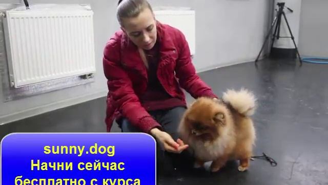 Шпиц - ринговая дрессировка. Пример урока смотреть онлайн