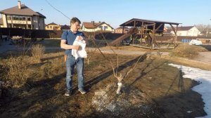 Ловчий пояс из синтепона 100 процентная защита от тли без обработок средства защиты растений