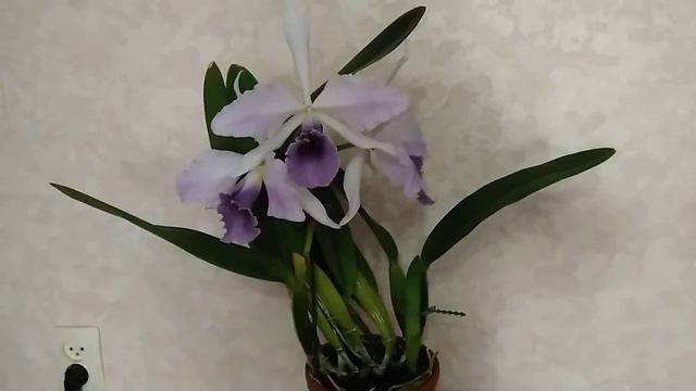 Laeliocattleya C G Roebling 'Blue Indigo' смотреть онлайн