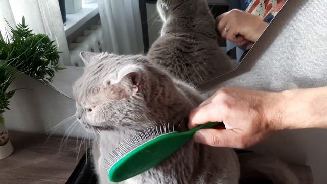 #139 Как расчесывать кошку (#британские #кошки #happy #cats #сара #sara) смотреть онлайн