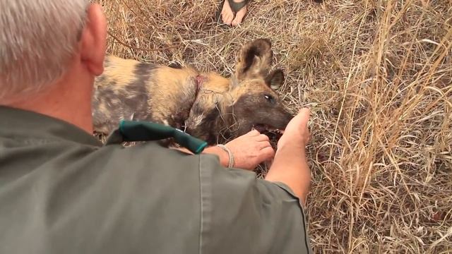 Amazing Rescue of an African Wild Dog смотреть онлайн