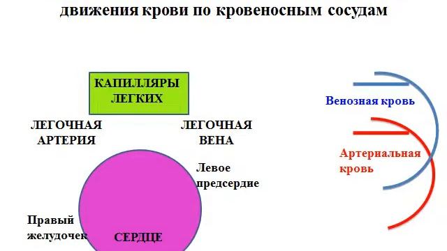 Презентация Сердце строение, работа, круги кровообращения смотреть онлайн