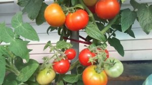 КАКОЙ УРОЖАЙ ДАЮТ ТОМАТЫ НА БАЛКОНЕ. Ольга Чернова.