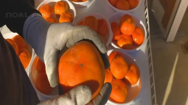 самая дорогая хурма мира - японская хурма урожай - Сухая хурма традиционных приготовления