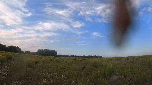 Открытие охоты с подружейными собаками. Дратхаар в деле. смотреть онлайн