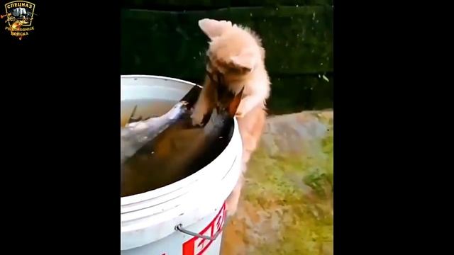 ★Весёлая рыбалка 2020// Смешные случаи на рыбалке// Рыбалка с юмором//Неудачи на рыбалке//★ смотреть онлайн