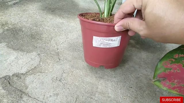 aglaonema and calathea varaieties смотреть онлайн