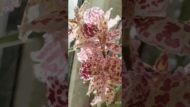 #GVOS2020 Odontoglossum смотреть онлайн