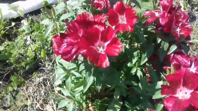 годеция выращенная из семян смотреть онлайн