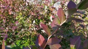 Голубика Элизабет.