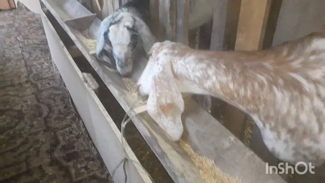 Кормовой стол для коз. Быстро и экономно. Нубийские козы. смотреть онлайн