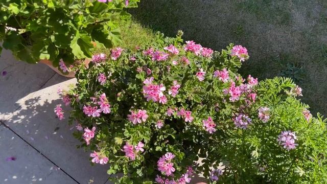 Pelargoniums in the Garden - July 2022 смотреть онлайн