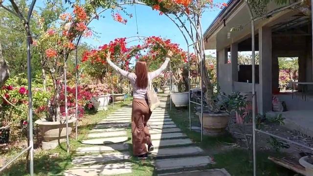 Bougainvilea Lots Of Varieties #casabatik (NUEVA ECIJA)