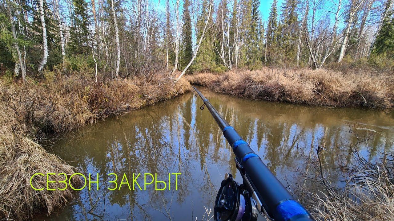 Таёжный ручей за ЧЕБАКОМ #рыбалкавсибири #таёжныйручей #чебак #мохтик #елец смотреть онлайн